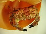 Crabe Lophozozymus pictor